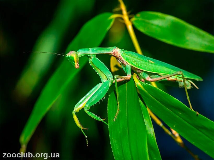 Настоящих богомолов. Богомол Sphodromantis lineola. Африканский древесный богомол. Sphodromantis Centralis. Богомолов Африканский.