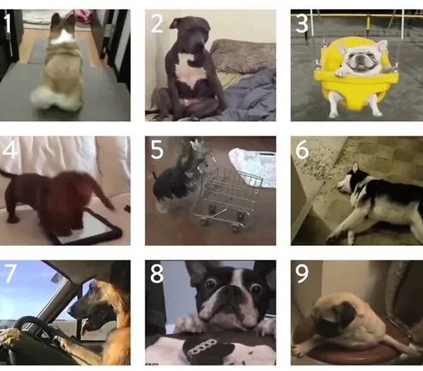 What Dog are you today. Which Dog are you. What Cat are you. How are you feeling today Cats.