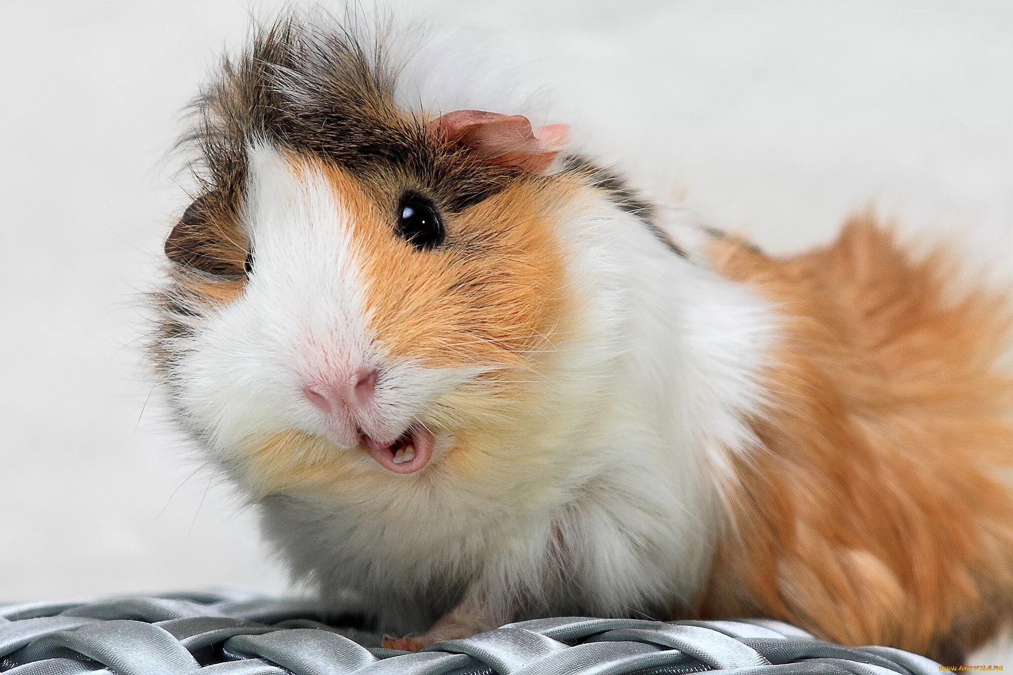 карликовый хомячок тейлора. хомяк 18. хомяк 18. сирийский хомяк рыжий. хомяк 18.