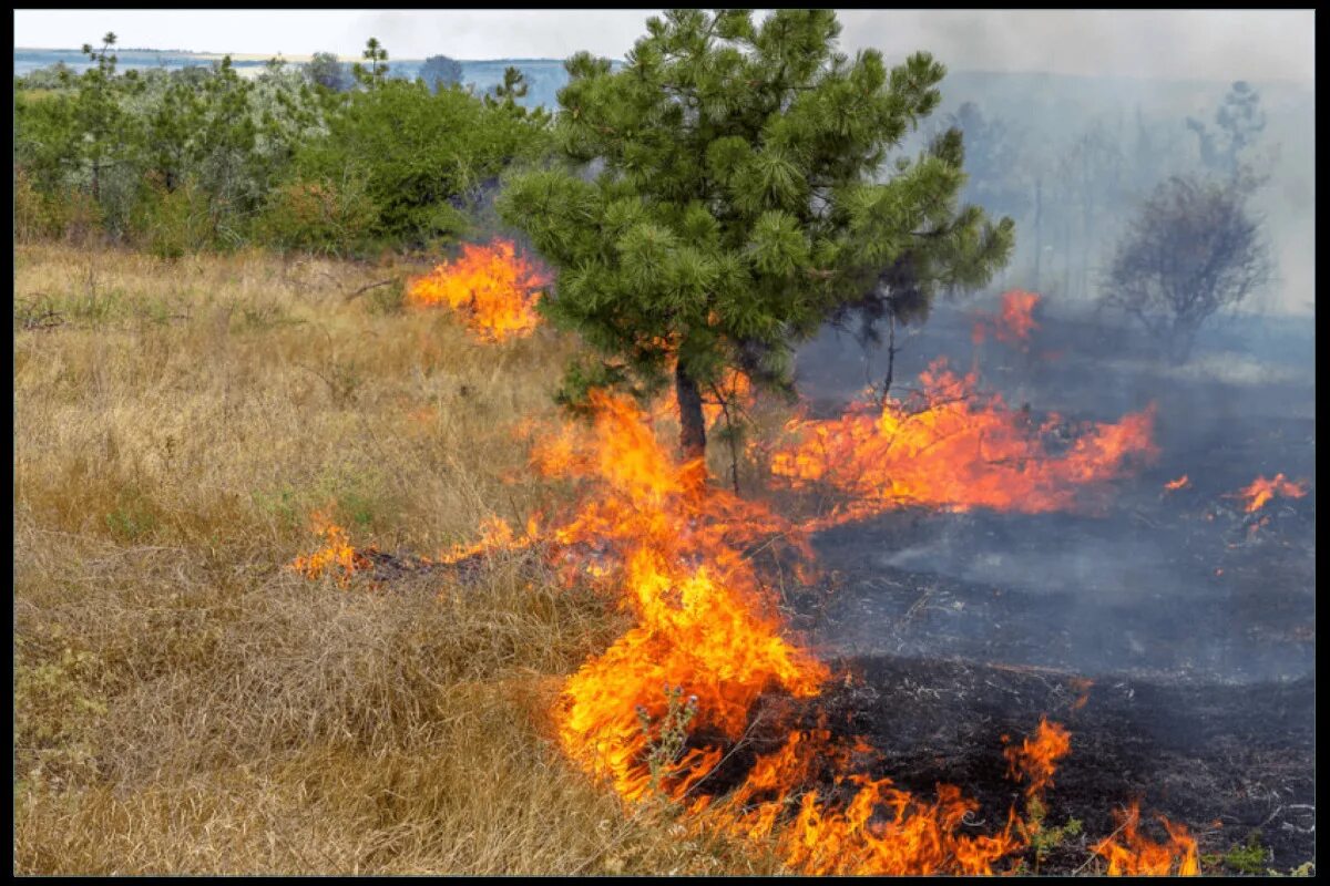 Лесные пожары. Пожар травы. Пожар на природе. Низовой пожар.