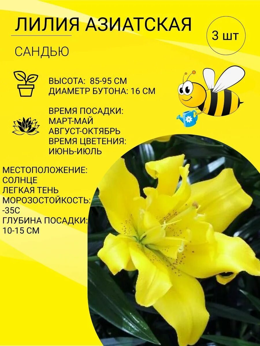 Лилия азиатская Сандью луковицы многолетние 3 шт Цветочная Птичка 218125668 купи