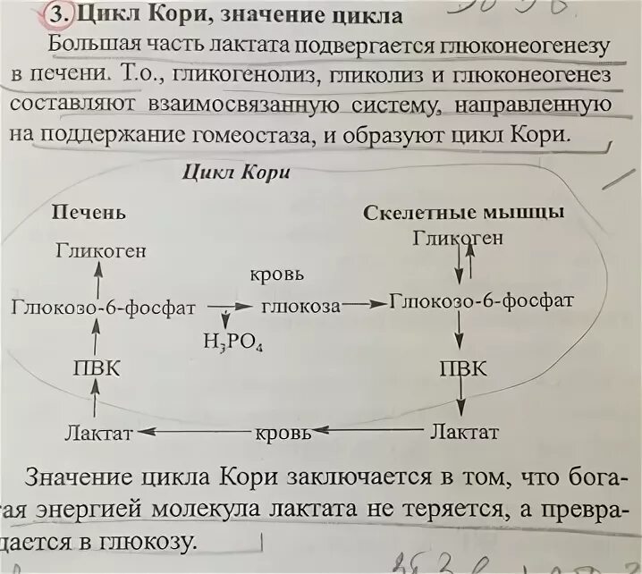 Глюкозо-лактатный цикл цикл кори. Глюкозо-лактатный цикл цикл кори реакции. Синтез Глюкозы из лактата цикл кори. Цикл кори глюконеогенез.