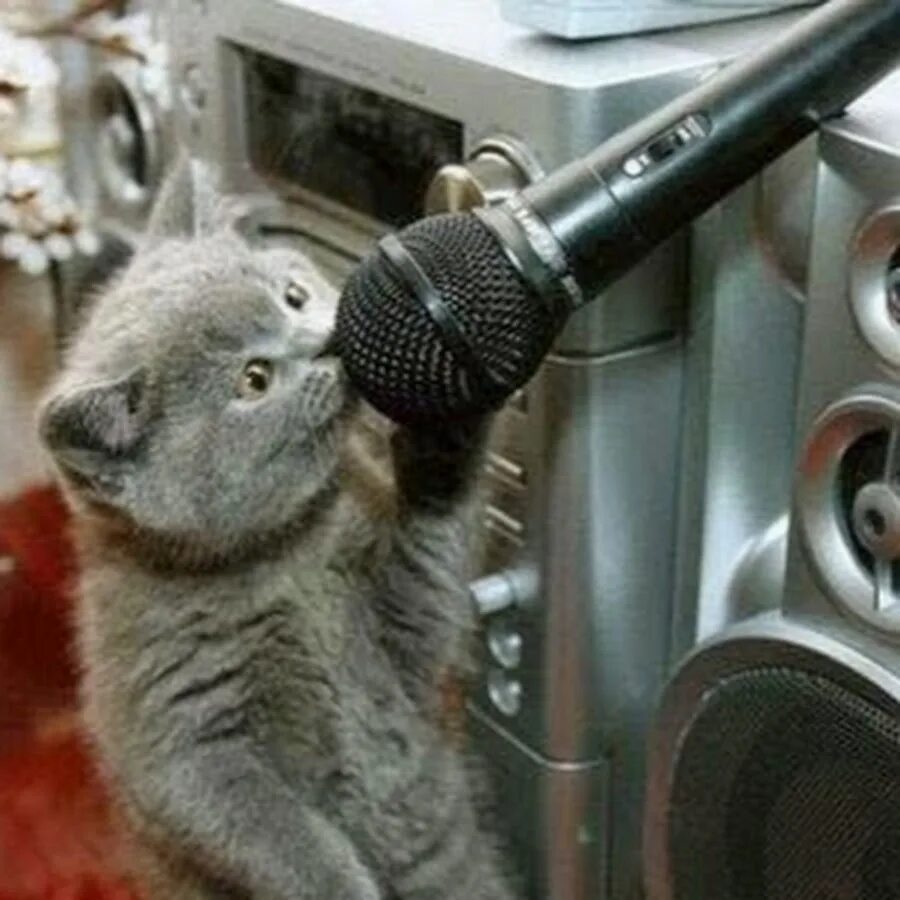 Кот поет в микрофон. Кот с микрофоном. Микро кот. Котенок с микрофоном.