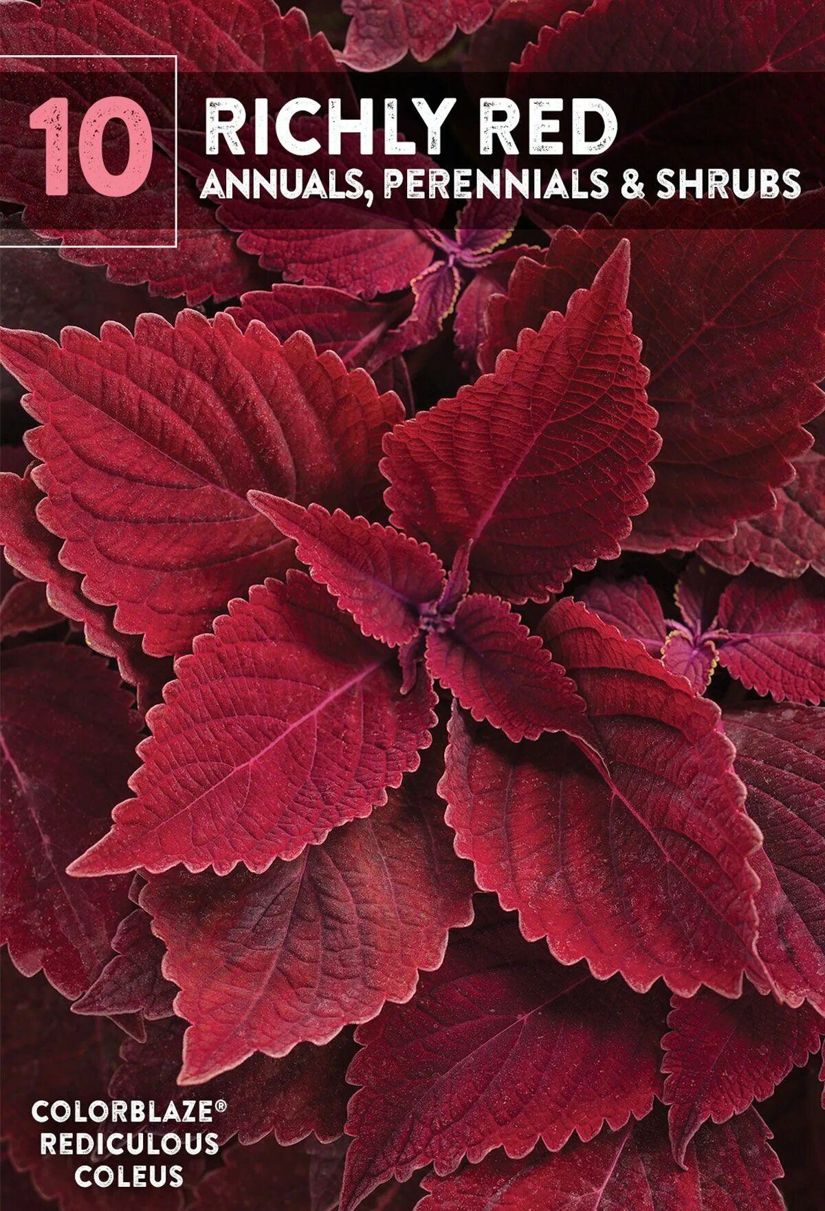 Как называется цветок бордовый лист