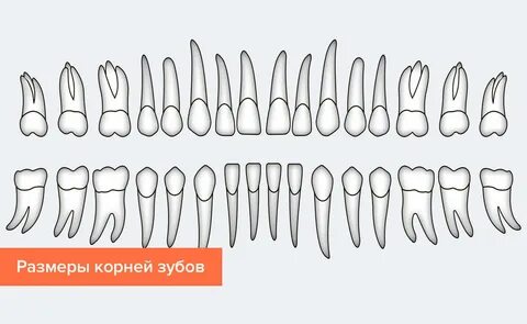Корни нижней челюсти