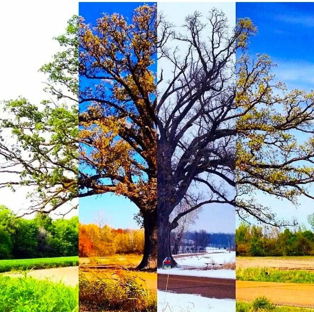Ж времена года. Времена года на дереве. Разные деревья. Природа и времена года.