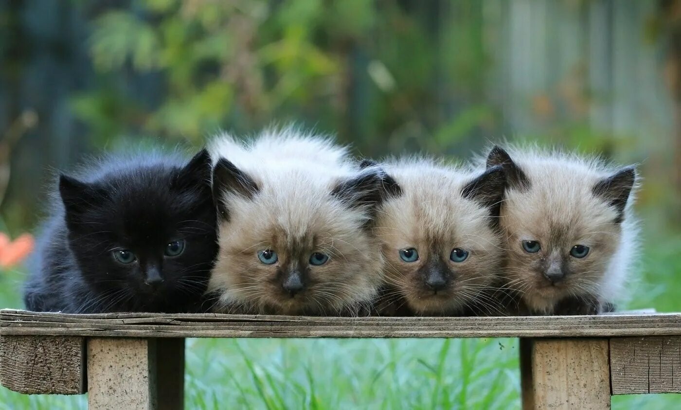 Четверо котов. Четыре котенка. Четверо котят. Милые котята четверо. Четыре черных котенка.