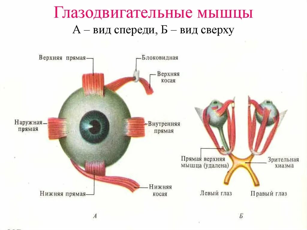 Имеет место крепления глазодвигательных мышц. Мышцы глазного яблока анатомия функции. Глазодвигательные мышцы глаза строение. Мышцы глазного яблока анатомия схема. Глазное яблоко глазодвигательные мышцы.