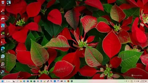 Holiday plants