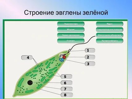 Амеба имеет светочувствительный глазок