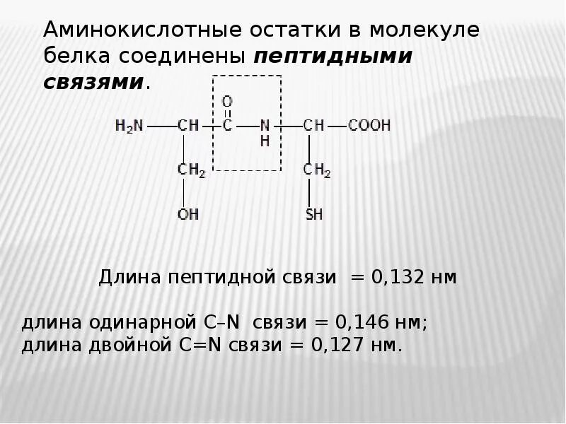 Аминокислоты в молекуле белка соединены