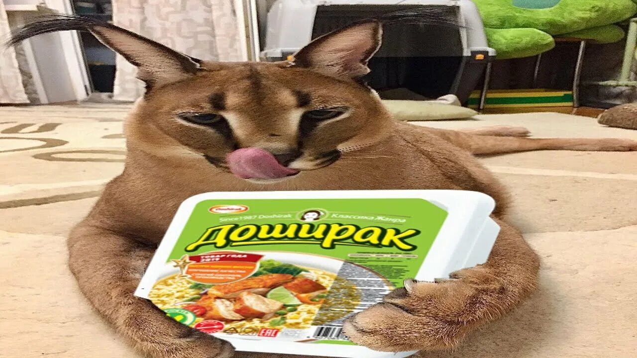 Уральские пельмени марс 3016. Шлепки пельмень. Резиновые шлепки уральские пельмени. Кот доширак. Резиновые шлепки пельмени.