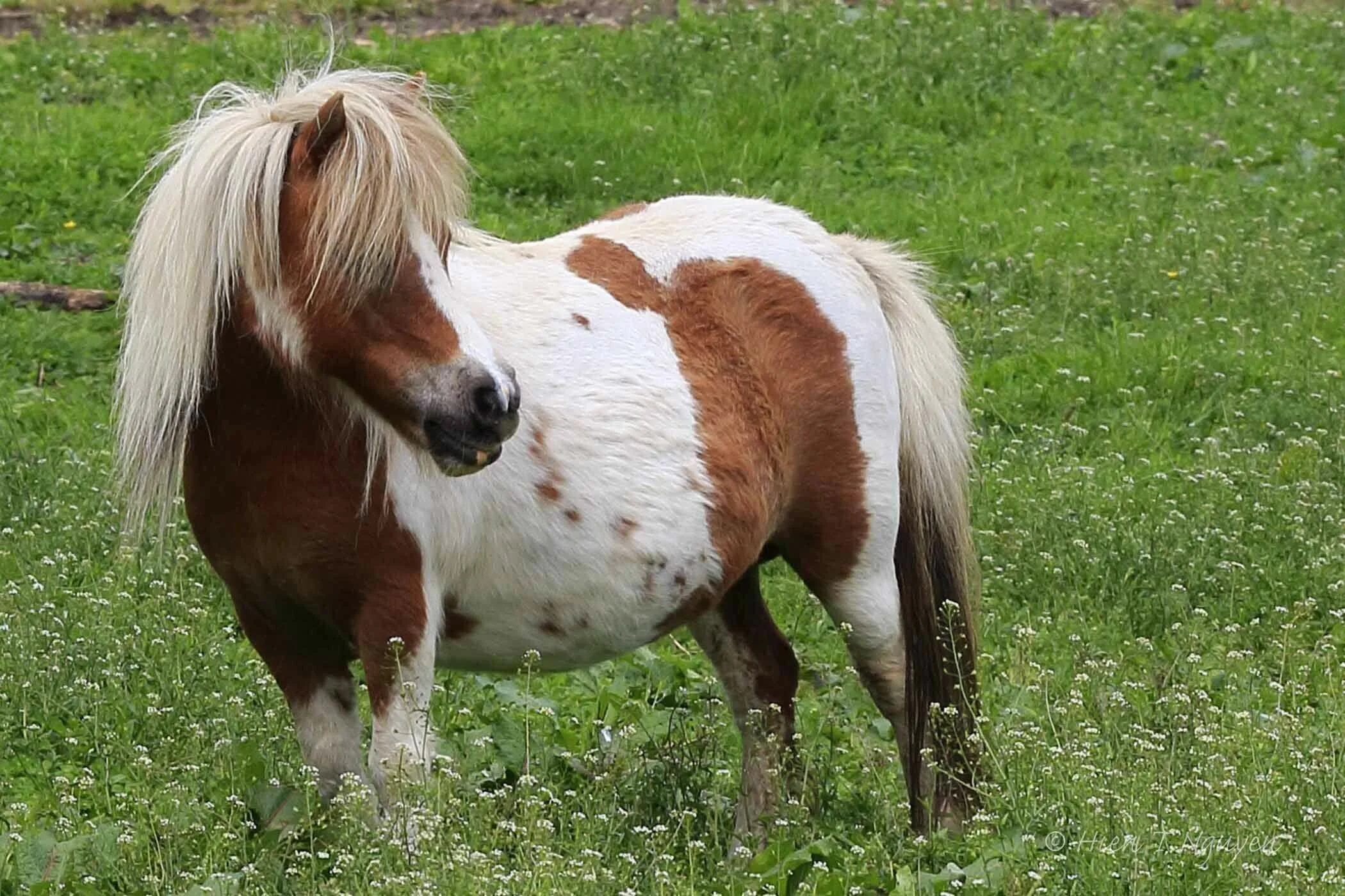 Mini pony. Лошади породы Фалабелла. Карликовая лошадка Фалабелла. Пони Фалабелла. Шетландский пони жеребенок.