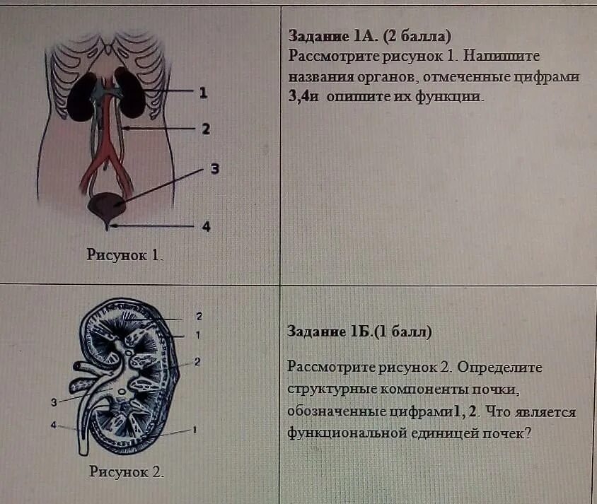 Соч по биологии 8 3 четверть. Сор по биологии 8 класс 2 четверть. Сор биология 9 класс 2 четверть. Биология 8 класс 3 четверть. Зачëт по биологии 8 коасс 3 четверть.