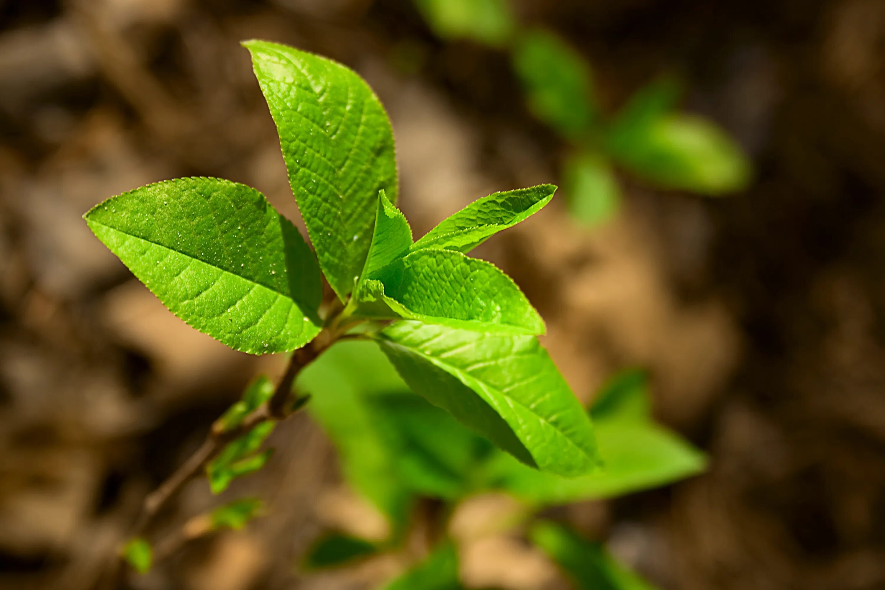 Листик росток фото. Green plants for funerals. Лист от дерева. Текстура листа. Маленькие листики.