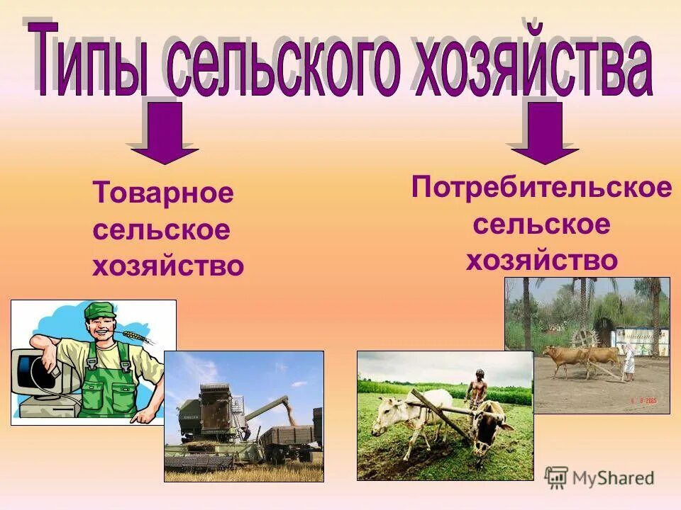 агропромышленный комплекс россии апк 9 класс. типы сельского хозяйства. основные отрасли растениеводства. география сельского хозяйства. какой тип сельскохозяйственного производства.