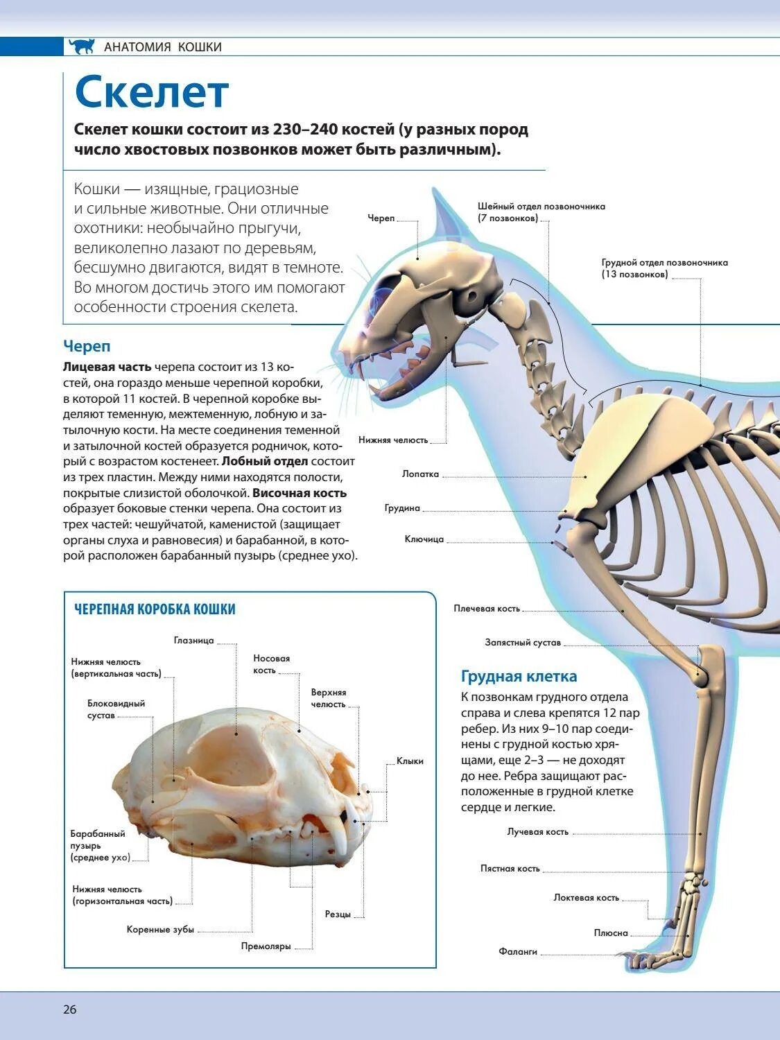 Кошачий скелет строение. Грудная клетка кота анатомия. Строение грудной клетки кота. Анатомия грудной клетки кошки. Анатомические особенности животных