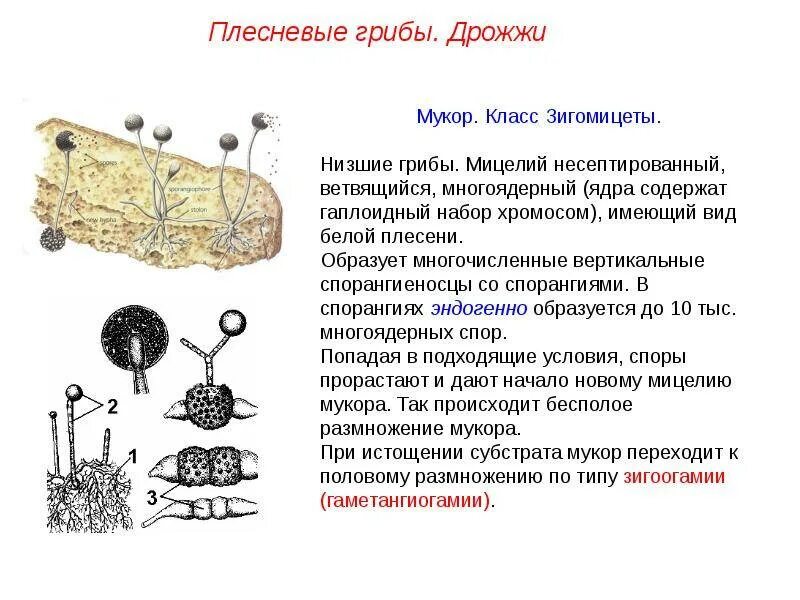 Название низших грибов. Строение гриба рода Mucor. Низшие плесневые грибы. Строение гриба мукора. Строение плесневого гриба дрожжи.