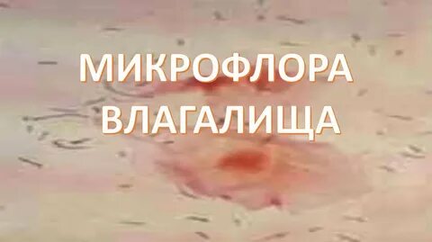 Микрофлора во влагащение