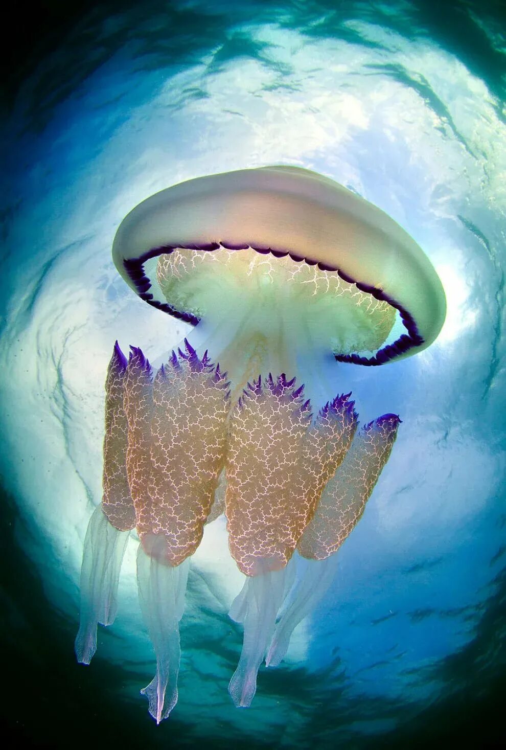Харибда медуза. Сцифоидные медузы. Медуза планктон. Медуза морская. Море живое существо