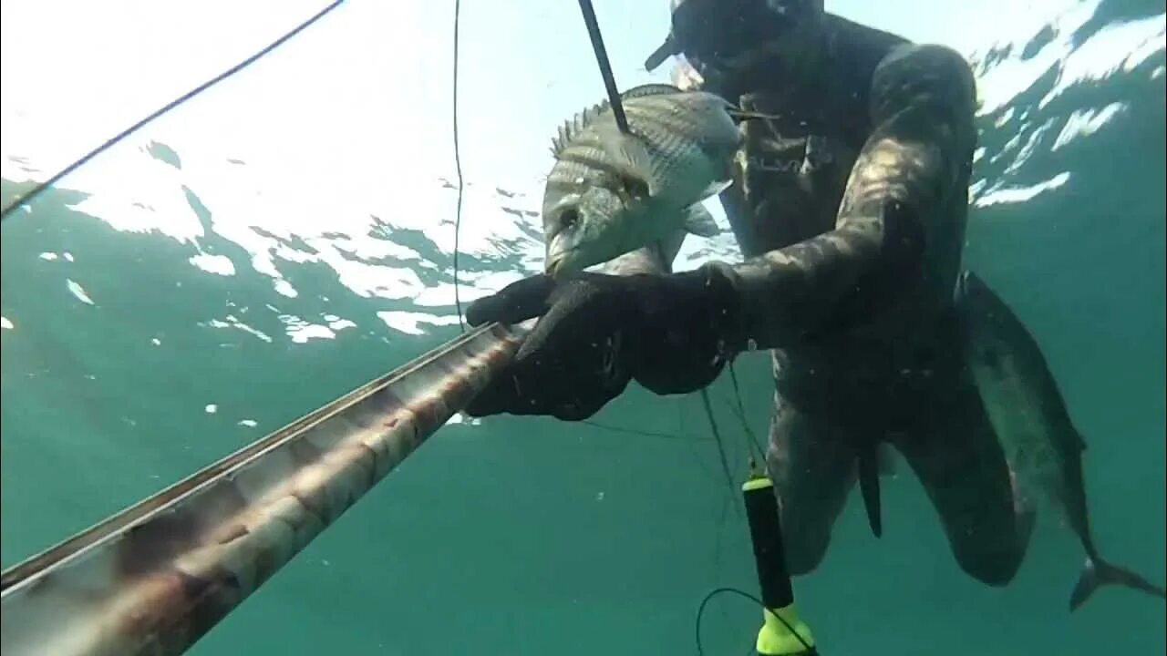 Пенсия для морского дьявола 2 полностью. Подводные охотники в Египте. Подводная охота трофеи море. Подводник охотник с трофеем на море. Подводная охота в Кандалакше.