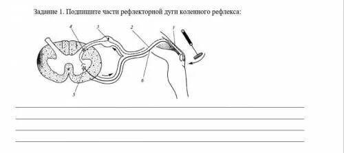 Расположите в правильном порядке элементы рефлекторной дуги. Рефлекторная дуга контрольная работа. рефлекторная дуга огэ биология. пальценосовая проба рефлекторная дуга. готовая рабочая тетрадь по звеньям рефлекторной дуги у животных.