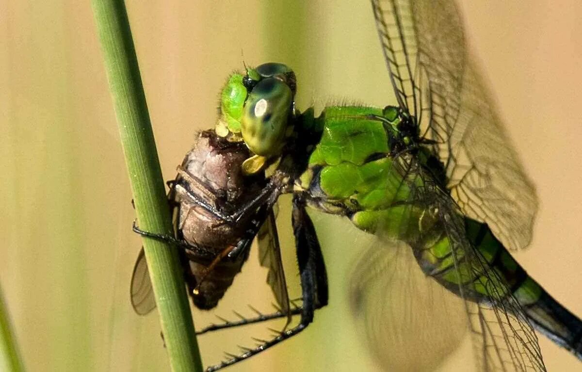 Питание стрекоз. Стрекоза хищник. Огромная стрекоза. Ловить стрекоз. Ловля голавля на личинку стрекозы.