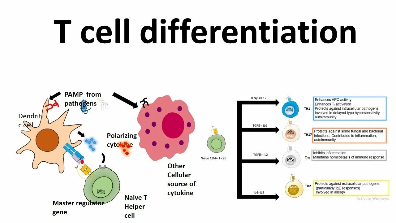Cells 2 1 value. T cell differentiation. t helper cells. cd4 клетки. b lymphocyte th2.