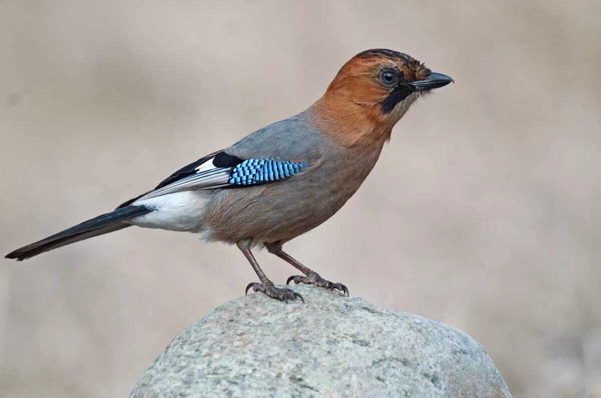 Название птиц сойка. Со́йка garrulus glandarius. сойка птица. сойка обыкновенная. востроглазая сойка.