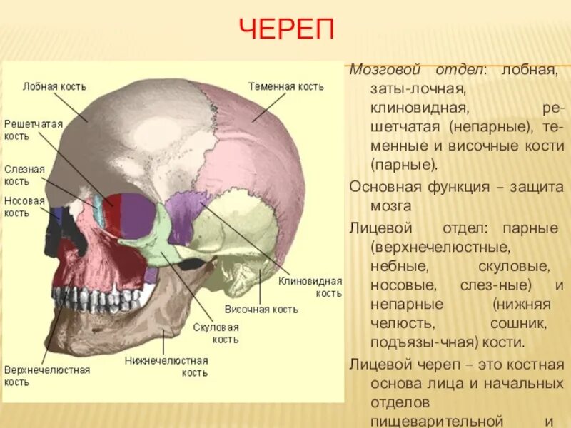 Парной костью является