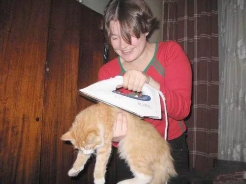 Мем гладить. Гладить кота. глажка кота. кошка которую гладят. кот гладит утюгом.