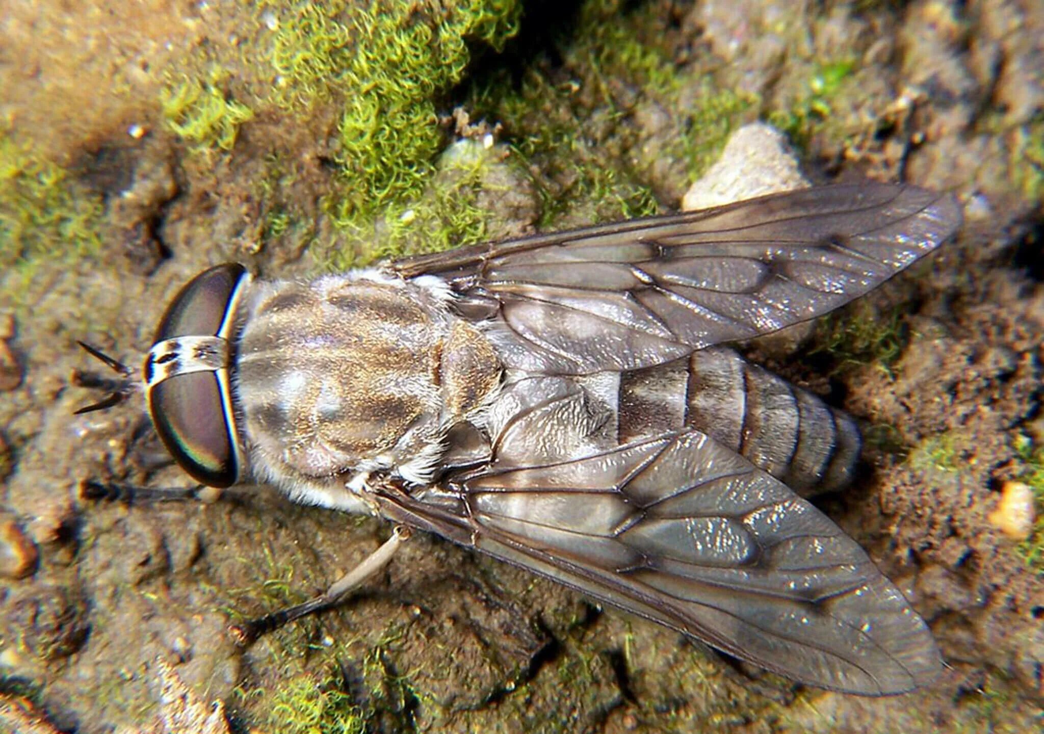 Слепень Tabanus. Паут Овод слепень. Слепень златоглазка. Овод Шершень слепень.