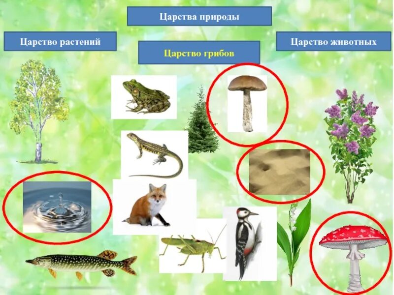Царства живого 3 класс окружающий мир. Царства природы растения. царство животные. царство растений и животных. в царстве животных.