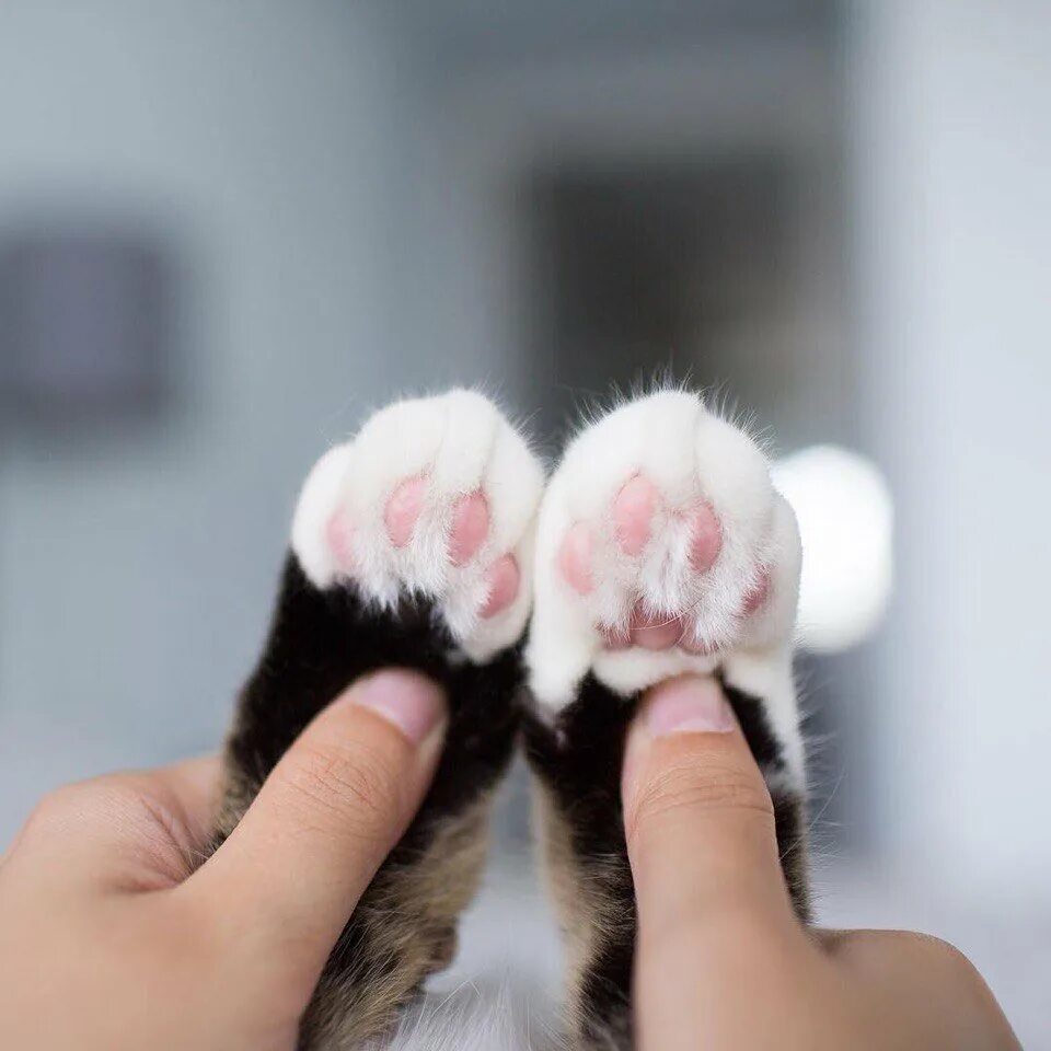 Как выглядит кошачья лапка. Пушистые лапки котика. кошачья лапка. маникюр с кошачьими лапками. тапки кошачьи лапки.