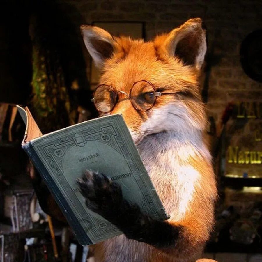 Fox books. Великолепный Мистер Фокс. Лиса в очках. Мудрый Лис. Книги про Лис.