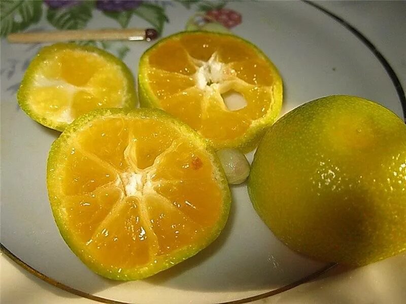 Можно хомякам апельсин. Гибрид лимона и мандарина. Апельсин мандарин лимон гибрид. Лимон померанец гибрид. Рангпур — гибрид мандарина и лимона.