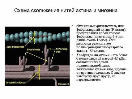 Актин скользит по миозину