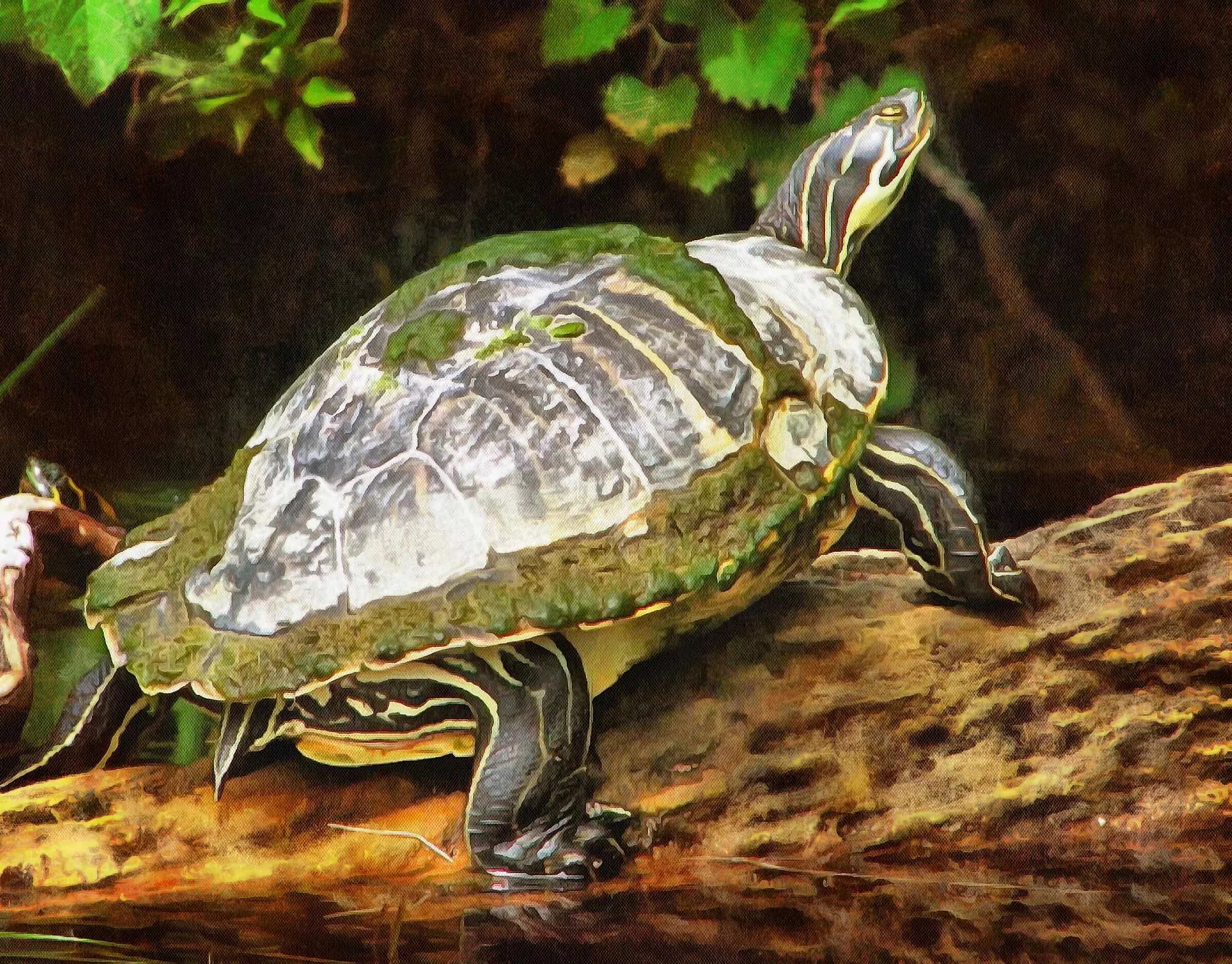 Черепахи живут 300. Красноухая Болотная черепаха. Красноухая Пресноводная черепаха. Морская черепаха красноухая. Дикие красноухие черепахи.