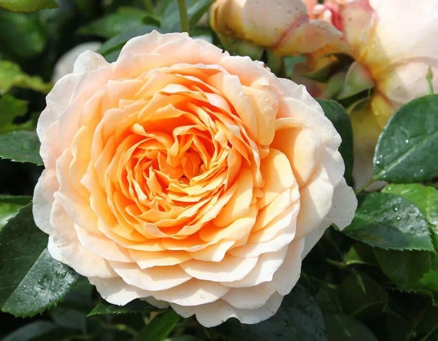 Ginger rose. Ginger rose. Ginger rose. Эль фаннинг рыжая. Ginger rose.