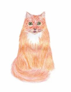 Как нарисовать кота цветными карандашами