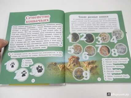 Семейство кошачьих книга