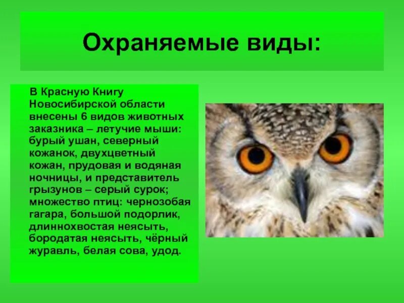 Охрана животных новосибирск. Редкие исчезающие растения и животные. Охрана животных новосибирск. Охрана животных новосибирск. Биотехнические мероприятия в лесопарках.