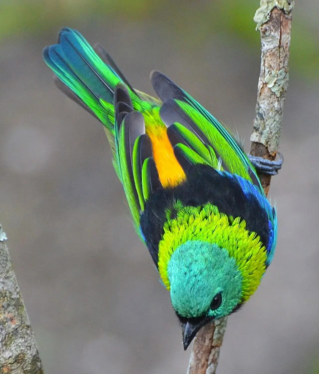 Птички с красивым оперением. Семицветная танагра. Синешапочная танагра. Танагра птица. Зеленоголовая танагра.