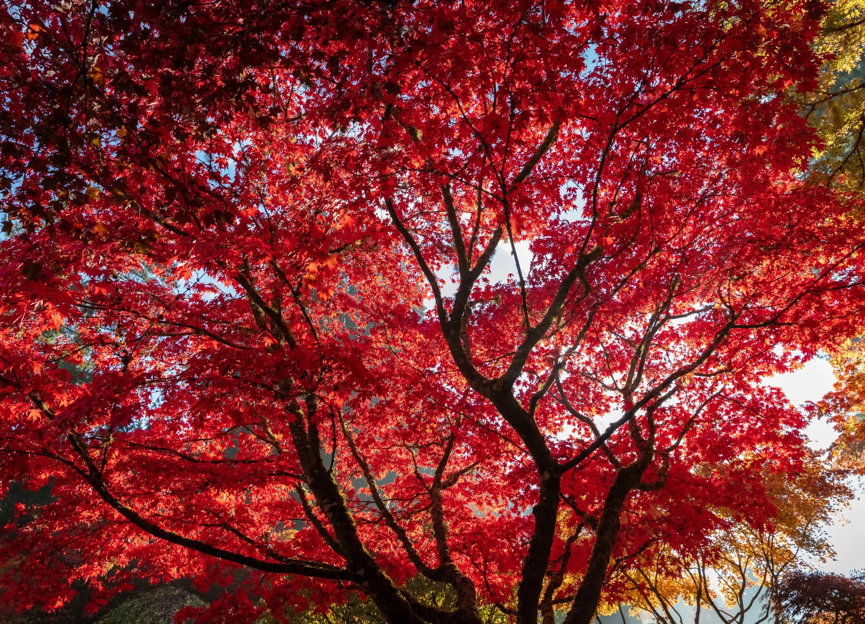 Tree red