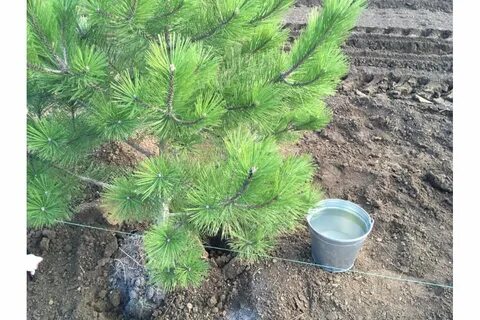Как сажать сосну