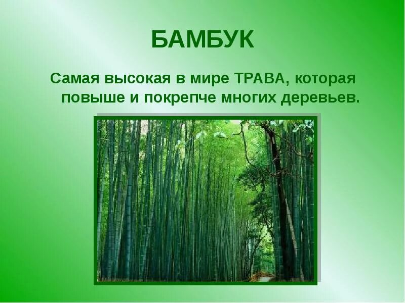 Какую жизненную форму растений имеет бамбук. Бамбуковые растения самые высокие. бамбук самая высокая трава в мире. какая трава самая высокая. бамбук для презентации.