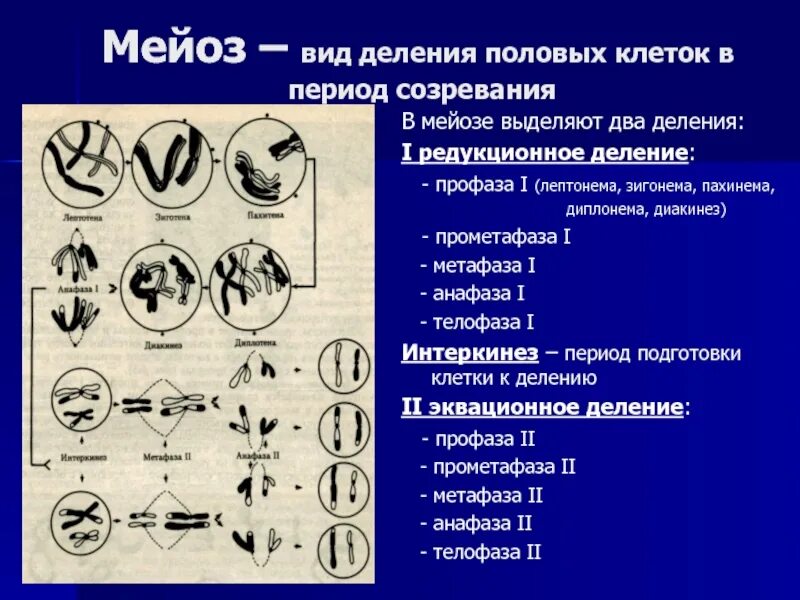 Кроссинговер происходит в стадию мейоза. Кроссинговер происходит в стадию мейоза