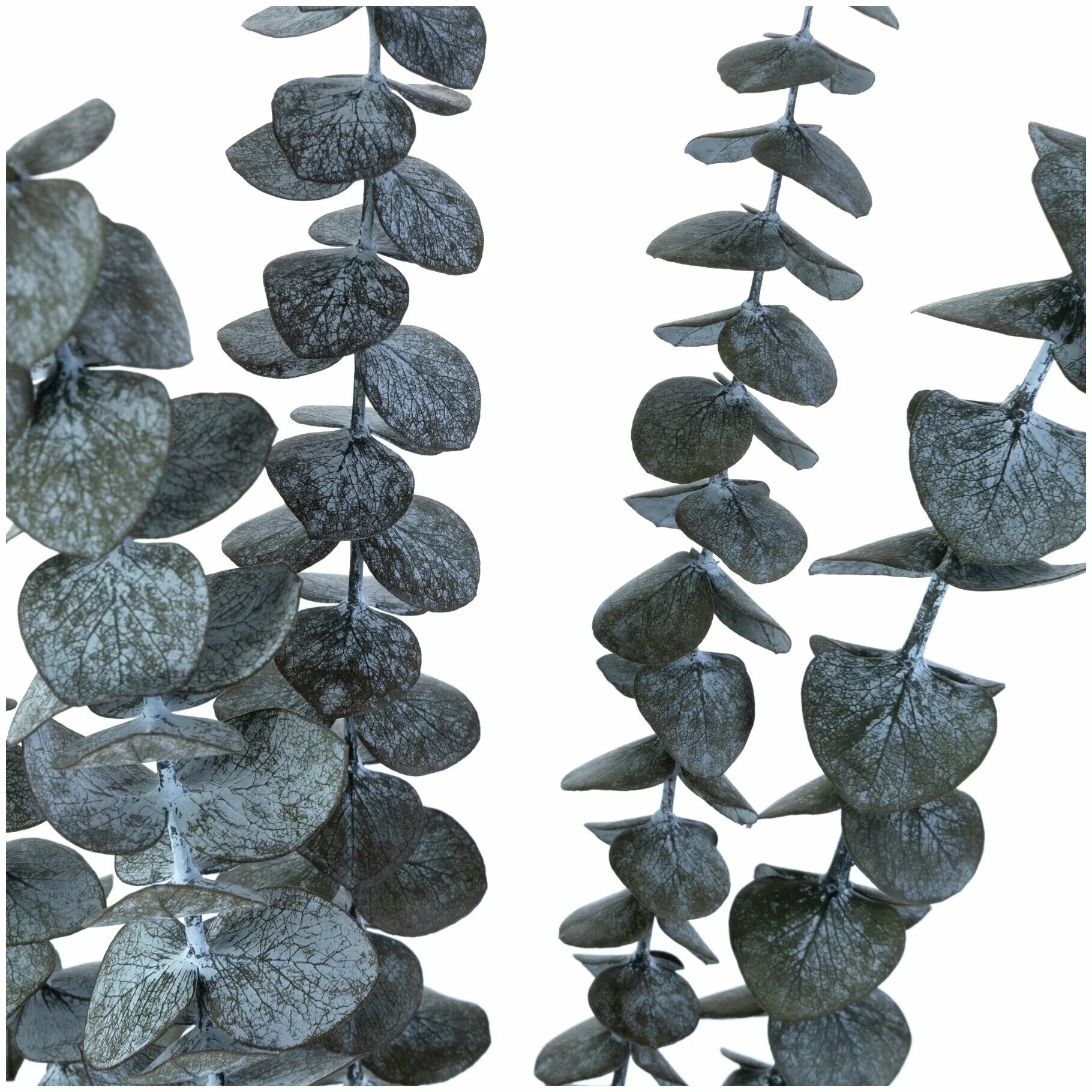 Эвкалипт гунни и бэби блю. Эвкалипт бэби блю. Листья эвкалипт цинерия. Эвкалипт бэби блю. Эвкалипт бэби блю leaf.