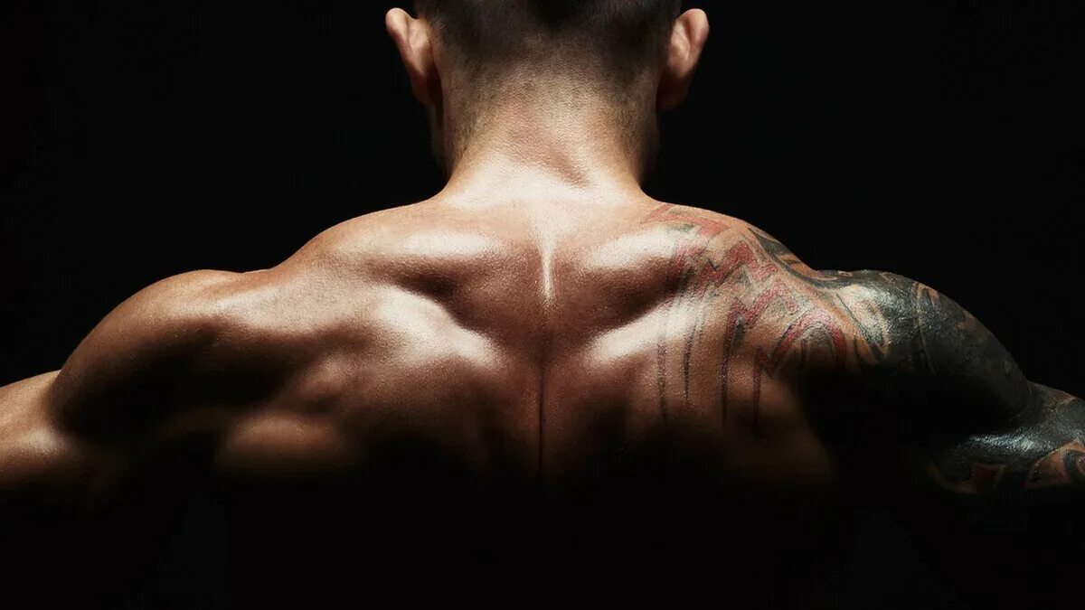 Спина. Мышцы спины. Мускулы спины. Трапеция мышца. Спина хана