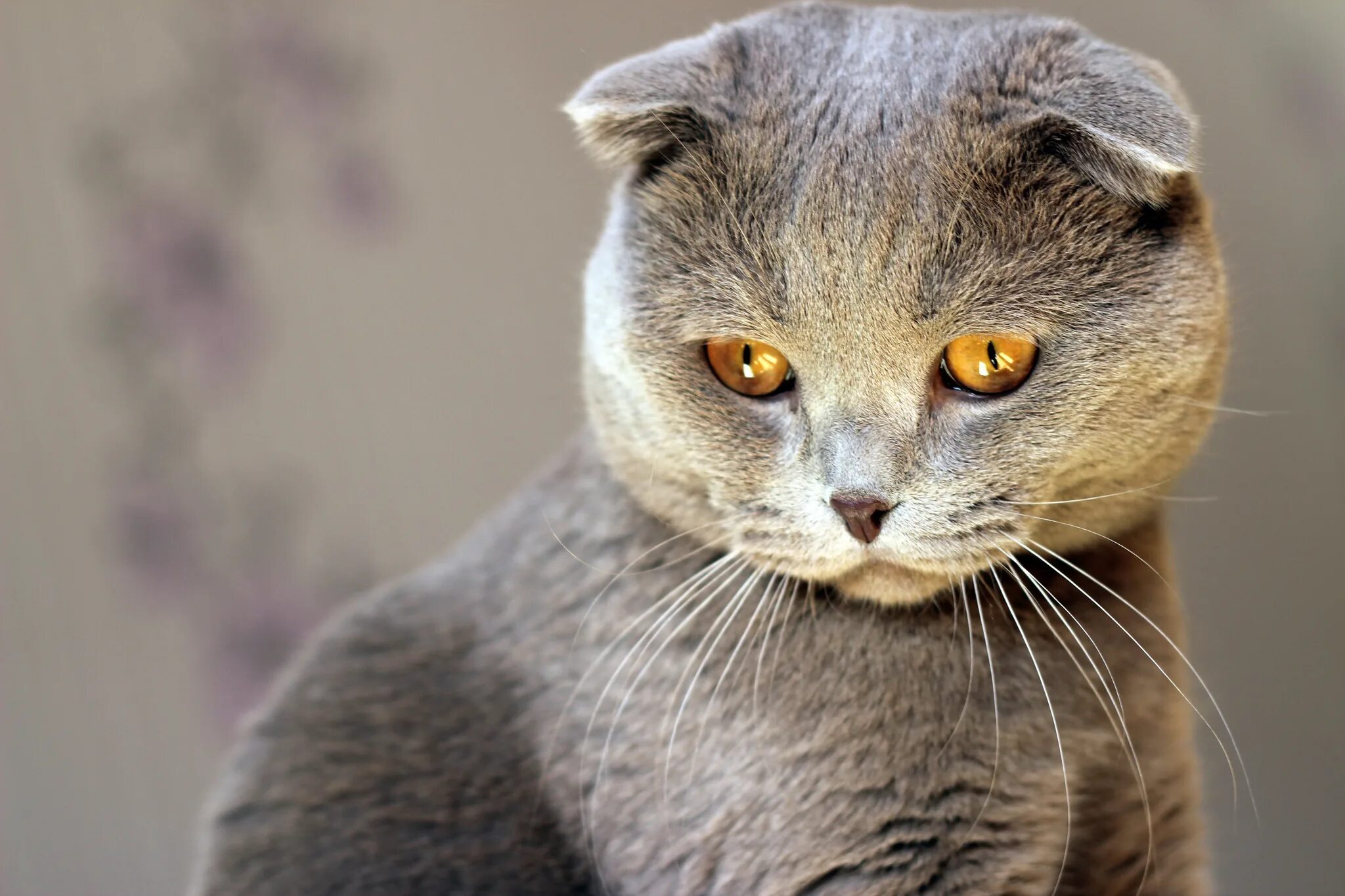 Кошак. Шотландская вислоухая кошка серая. Картезианская кошка британец вислоухий. Шотландская вислоухая кошка мордочки. Шотландская вислоухая кошка серая с оранжевыми глазами.